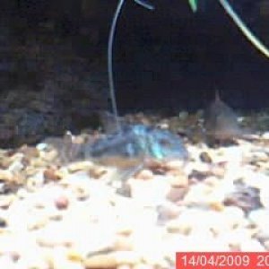 corydora.jpg