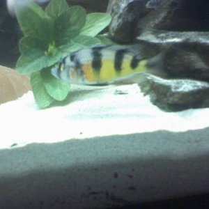 idk_fish.jpg