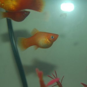 fish3.jpg