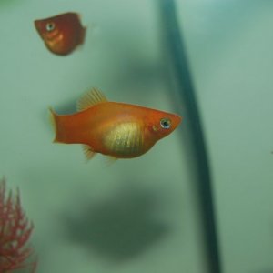 fish1.jpg