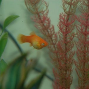 fish_2.jpg