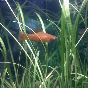 swordtail2.jpg