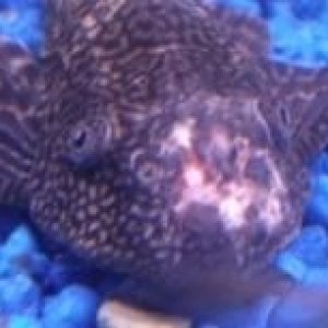 Pleco2.JPG