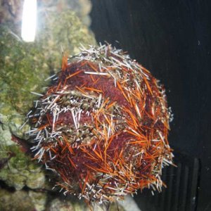 Urchin.jpg