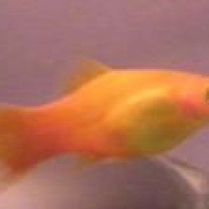 Fresh_fish_018sf.jpg