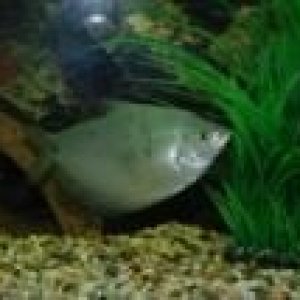 Moonlight_Gourami.JPG