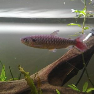 Pinktailedcharacin1.jpg