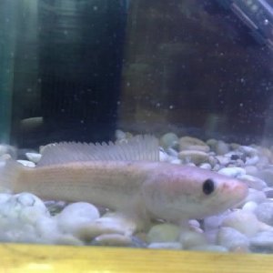 0whitepunctata1.jpg