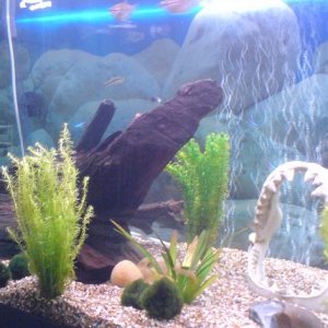 guppy_008.jpg