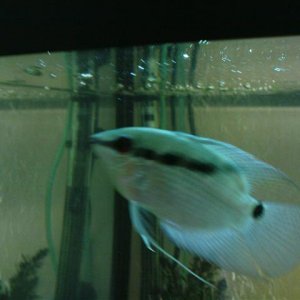 DSC00281__Small_.JPG