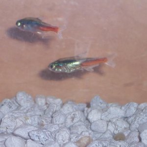 PREG..jpg