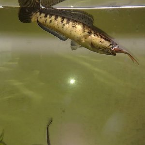 Punctatabotia2.jpg
