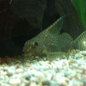 250px_Synodontis_eupterus_1.jpg
