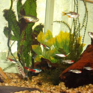 many_fish_pic.jpg