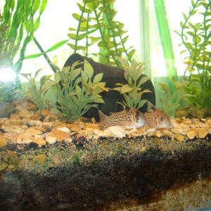 unsure_corys.jpg
