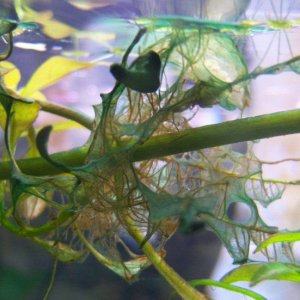 algae1.jpg