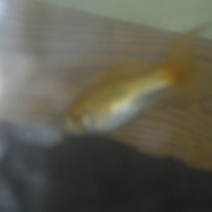 Mollie_Pics_004.jpg