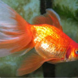 Pond__20448.jpg