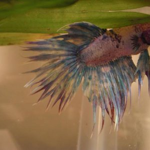 Sashimi.jpg