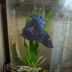 Betta.JPG