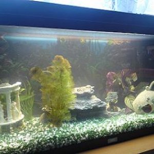 fish_tank_2.jpg