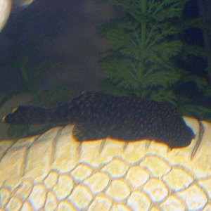 IMG_0273.JPG