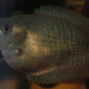 gourami_006.jpg