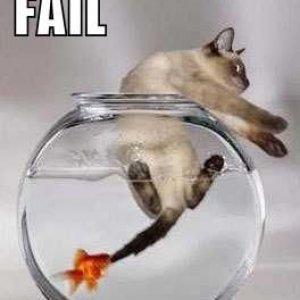 funny_picture_cat_fail.jpg