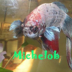 MichelobPic.JPG
