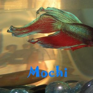 MochiPic.JPG