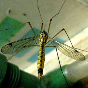 IMG_6241.JPG