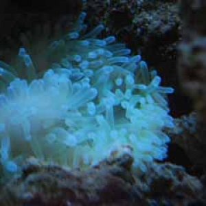 anemone.jpg
