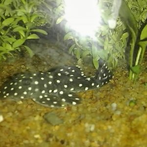 L082_opal_spot_pleco.jpg