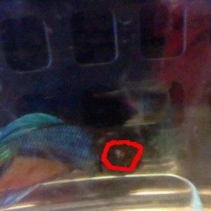 betta_help___.JPG
