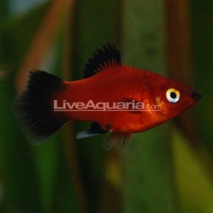 p_39492_platy.jpg