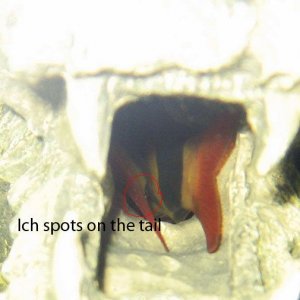Loaches_ich.jpg