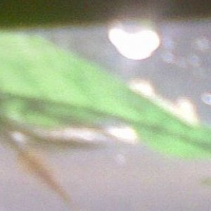 Cories_eggs2b.jpg