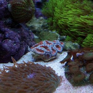 Acan.JPG