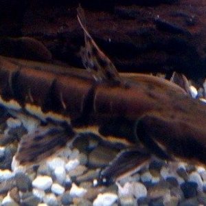 tiger_shovelnose_catfish.jpg