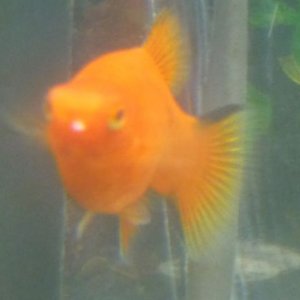 platy_1_resize.jpg