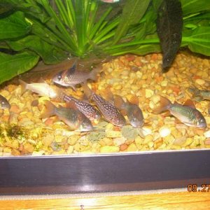 fish_017__Small_.jpg