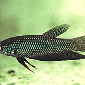 Betta.jpg