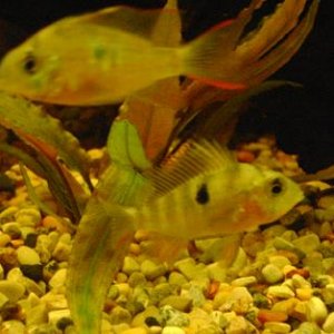 tank pics 2.JPG