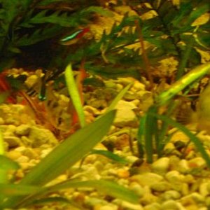 tank pics 4.JPG