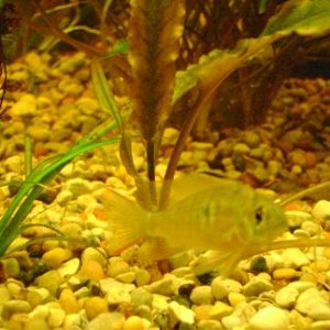 tank pics 5.JPG
