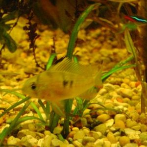 tank pics 6.JPG