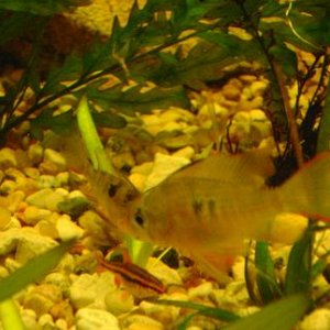 tank pics 8.JPG
