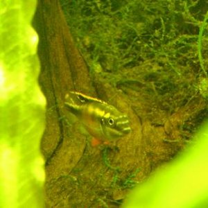 tank pics 9.JPG