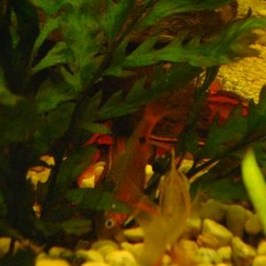 tank pics 14.JPG