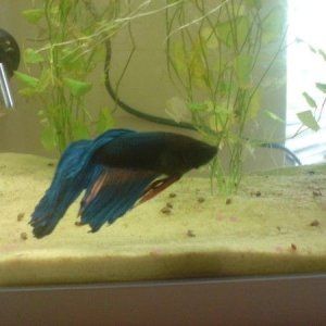 resized betta1.jpg